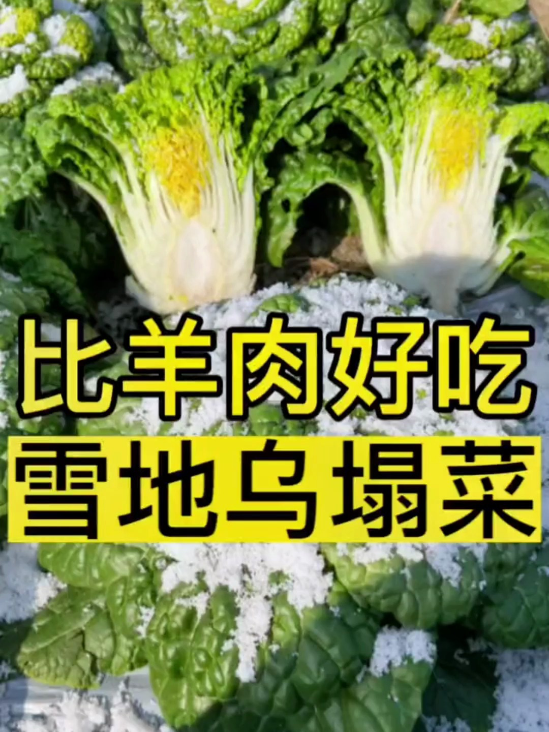比羊肉还好吃?你们知道雪地乌塌菜吗!