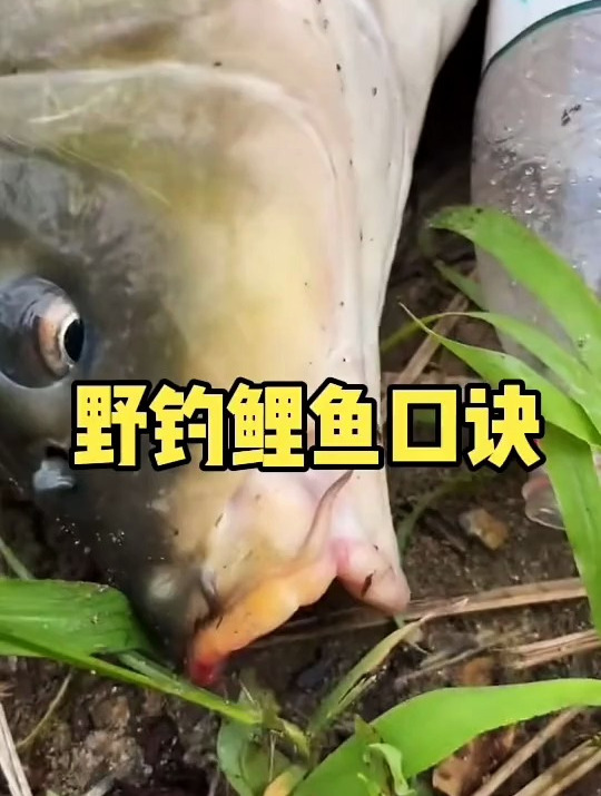 野钓鲤鱼口诀,收藏备用钓鱼技巧,新手户外钓鱼要注意这些
