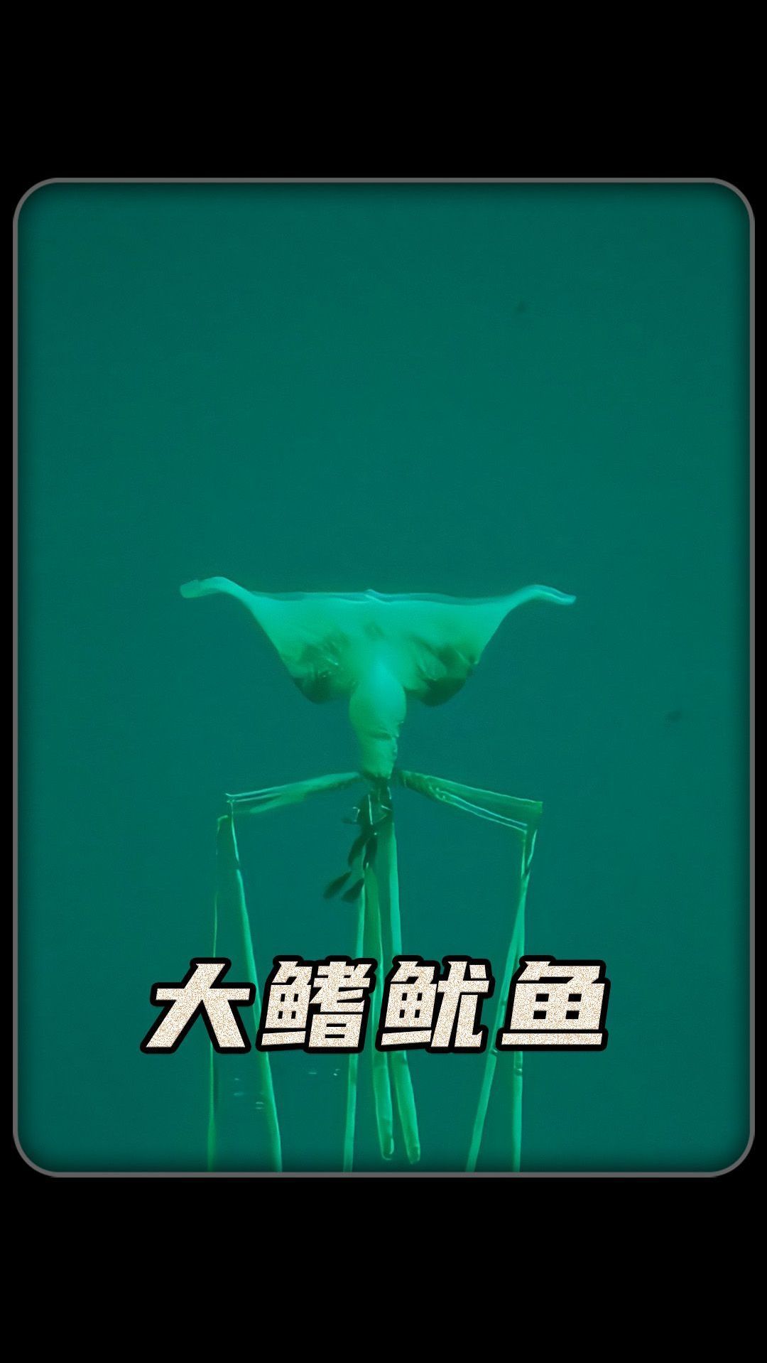 人类第一次发现大鳍鱿鱼