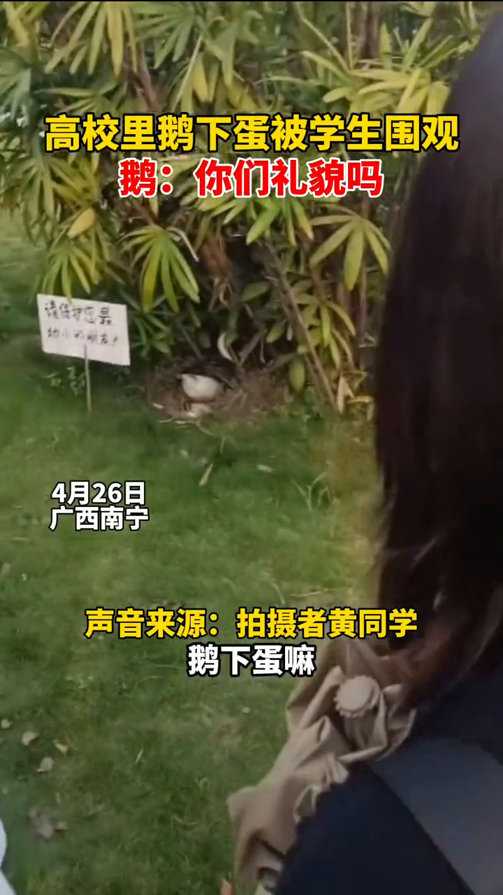 大学生们集体围观大鹅下蛋全过程,压力给到了鹅“学姐”!