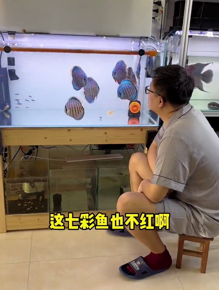 七彩神仙鱼颜色不红,换个灯试试养鱼日记