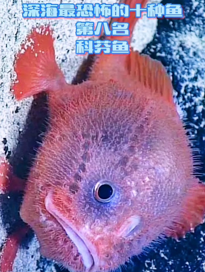 深海最恐怖的十种鱼第八名:科芬鱼!