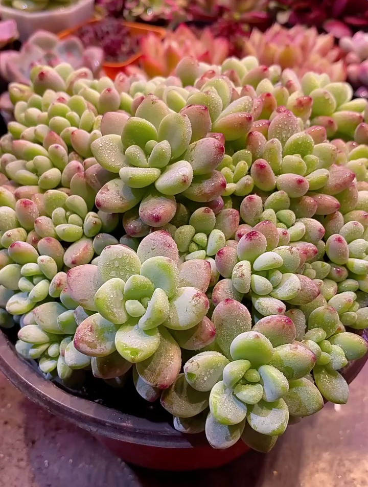 多肉带香味的这个劳尔特别香