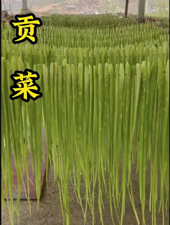 植物科普:贡菜涮火锅,真的太好吃了