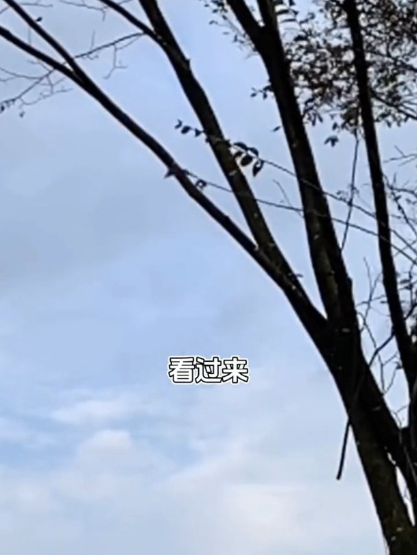 新手玩弹弓打不准?选择一款好的扁皮筋很重要弹弓教程技巧和方