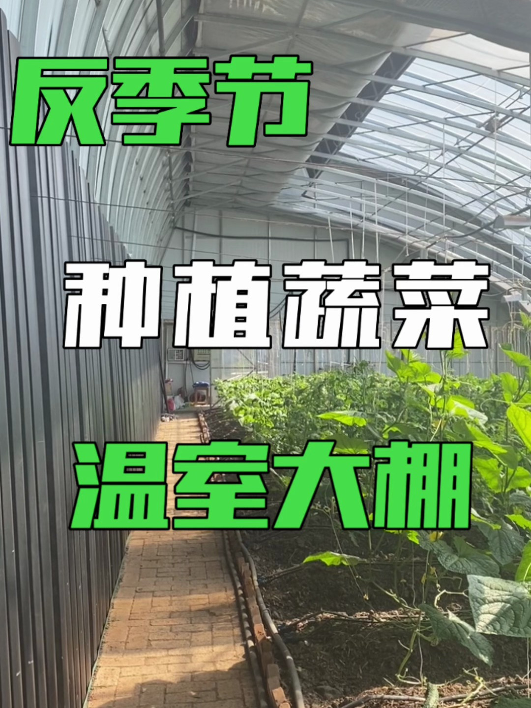 反季节蔬菜种植温室大棚,设施农业