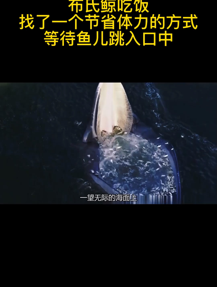 布氏鲸吃饭,找了一个节省体力的方式,等待鱼儿跳入口中