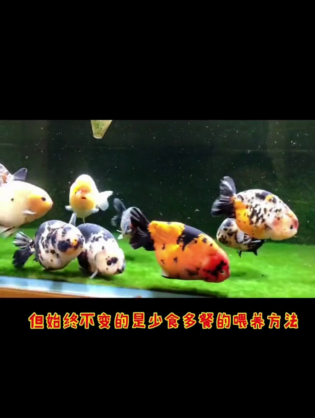 金鱼到底喂多少合适 兰寿金鱼