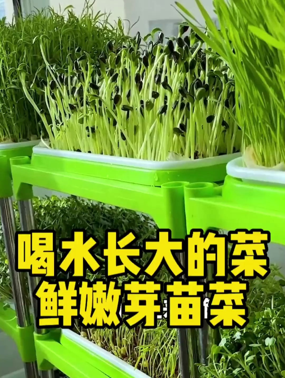 喝水长大的菜你吃过吗?只要有水芽苗蹭蹭长不停,一周后就能吃!