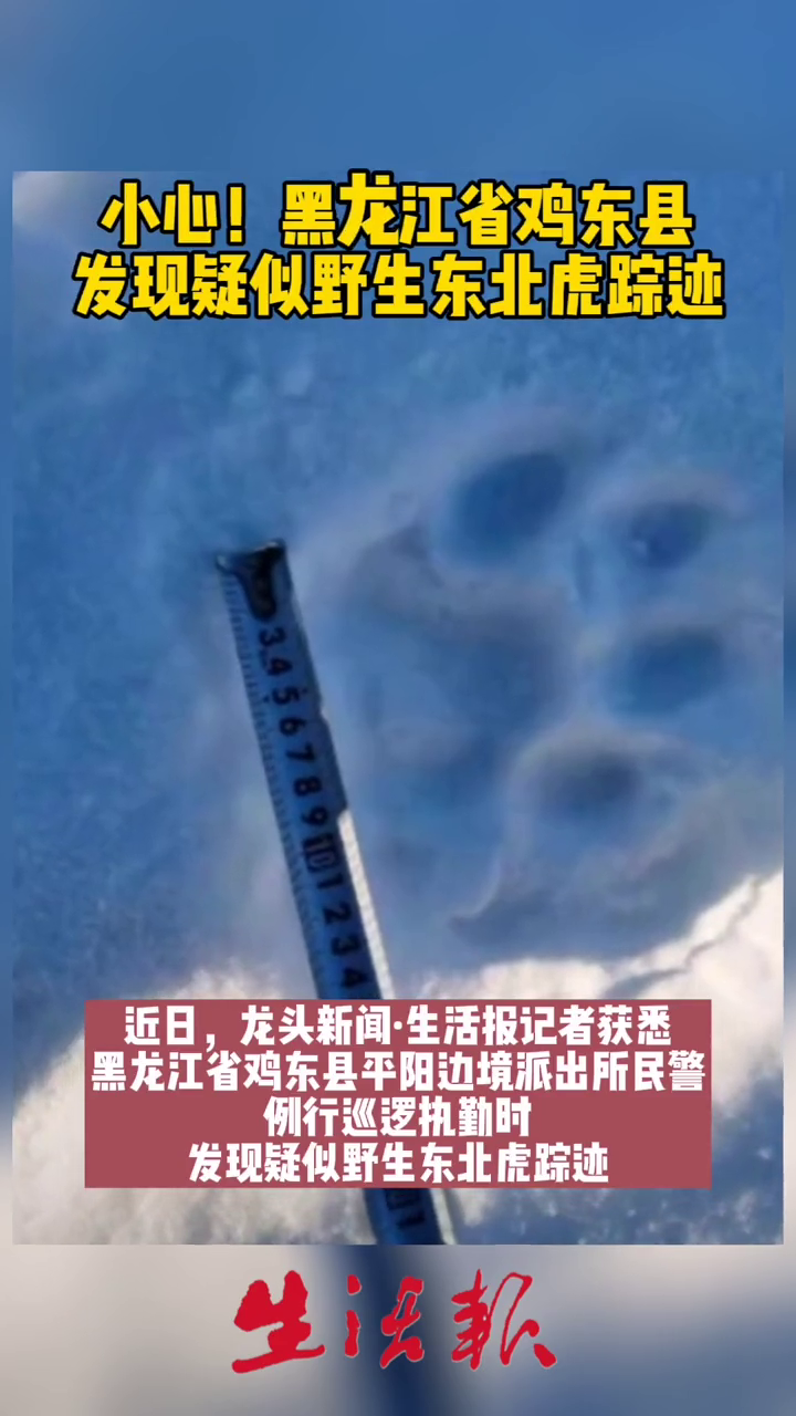 小心!鸡东县发现疑似野生东北虎踪迹!