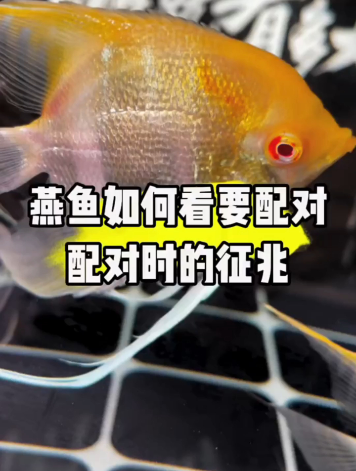 如何看燕鱼是否要配对了？燕鱼要配对时的征兆很容易看，一学就会