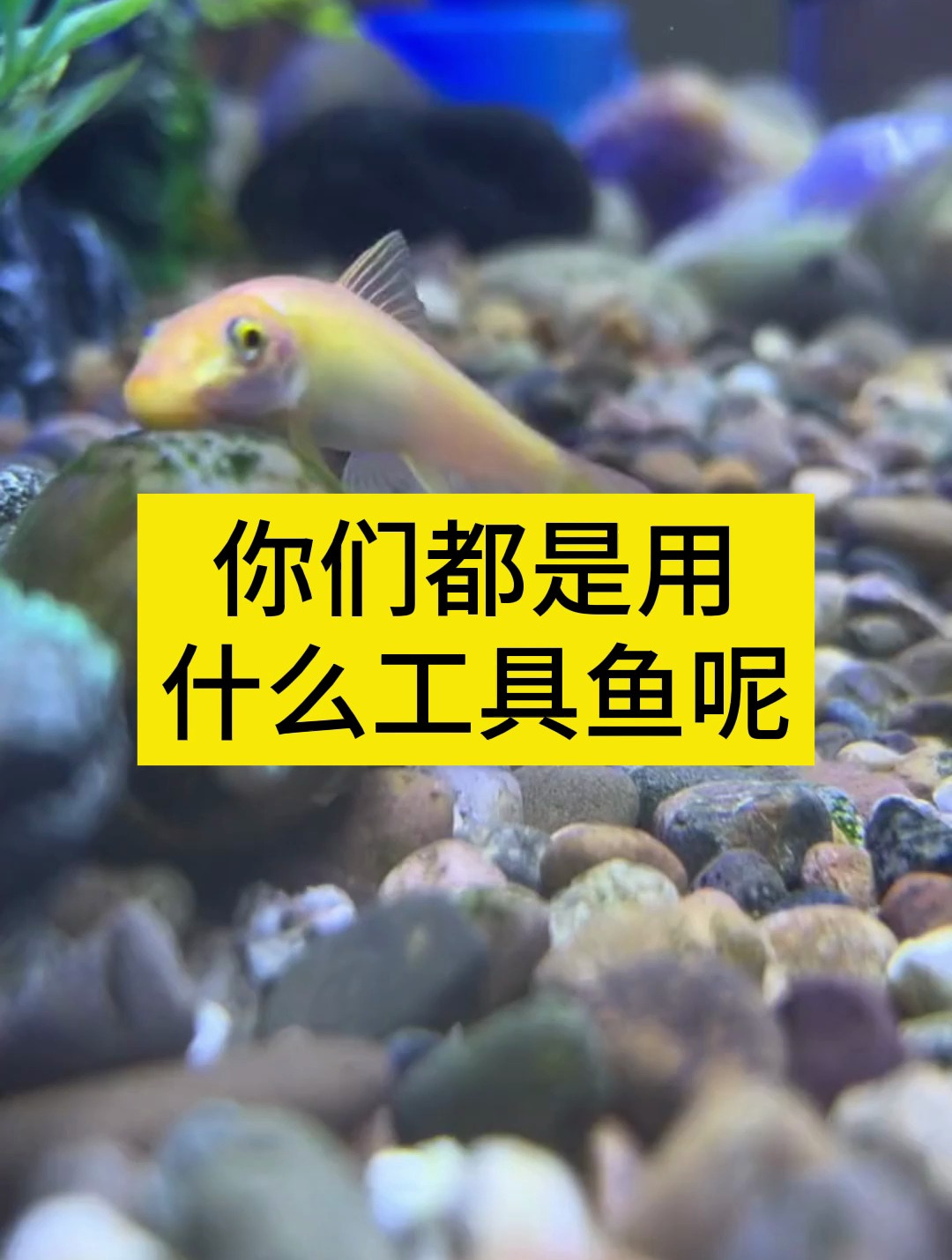你们除藻都用什么工具鱼呢?它作用可大着呢!