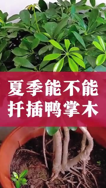 夏季能不能扦插鸭掌木,成活率高吗