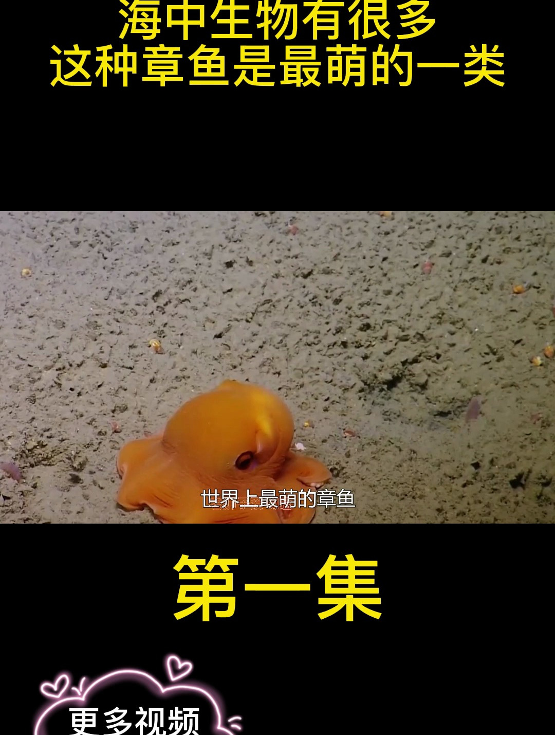 海中生物有很多,这种章鱼是最萌的一类