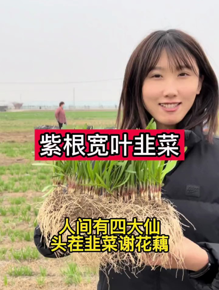 春季正是种植韭菜的时间,小院里种一些紫根宽叶韭菜