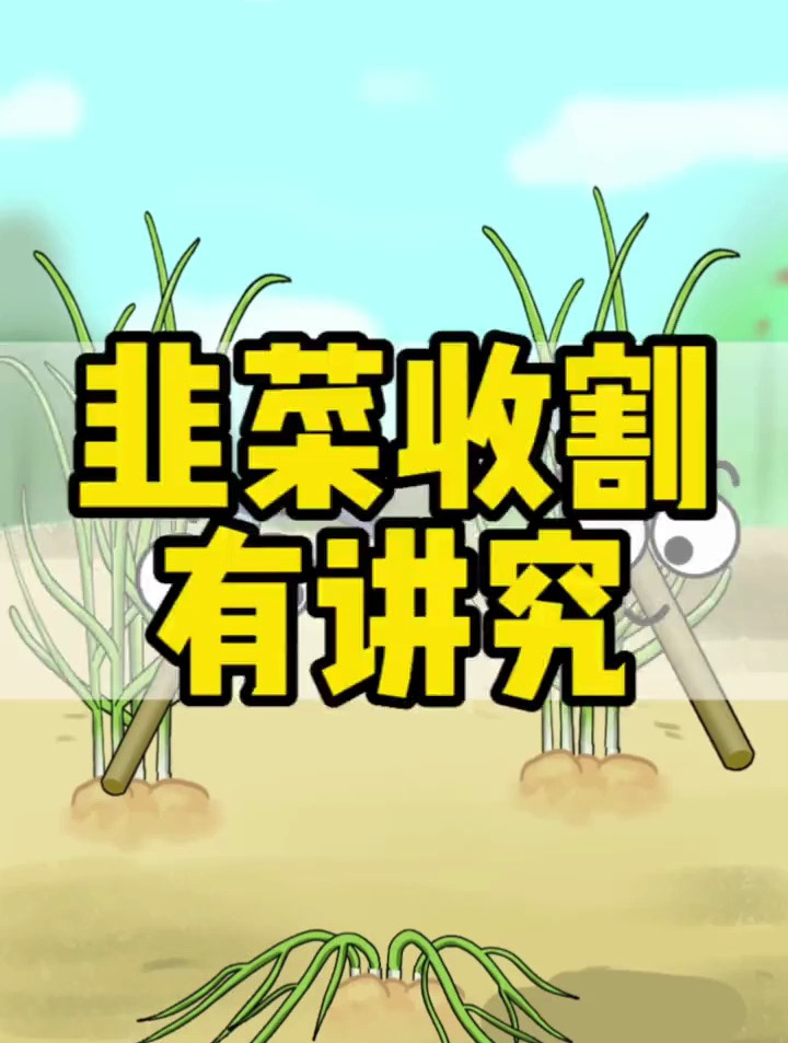 韭菜收割有讲究