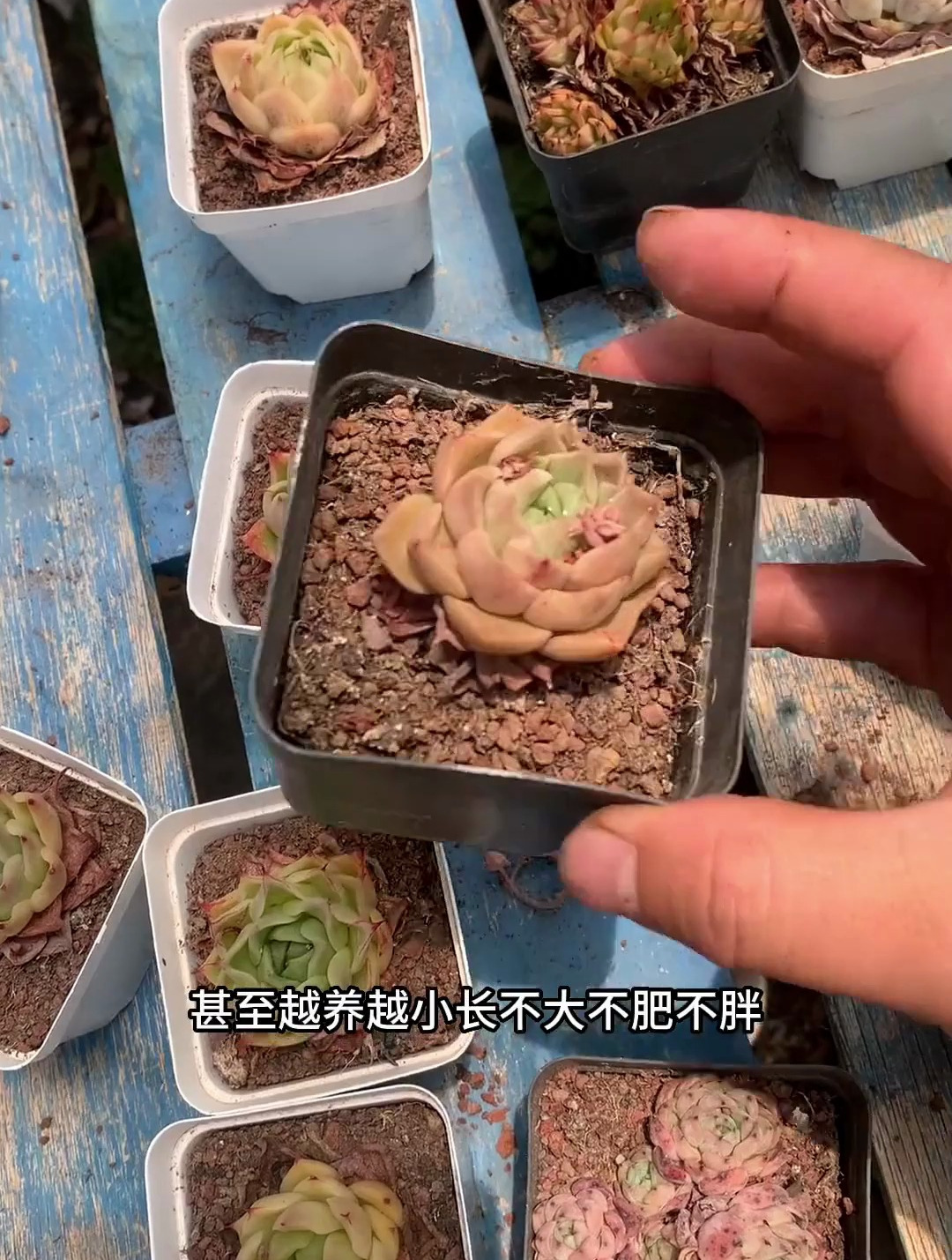 新手如何养多肉植物,多肉植物怎么种 多肉植物 新手怎么种多肉