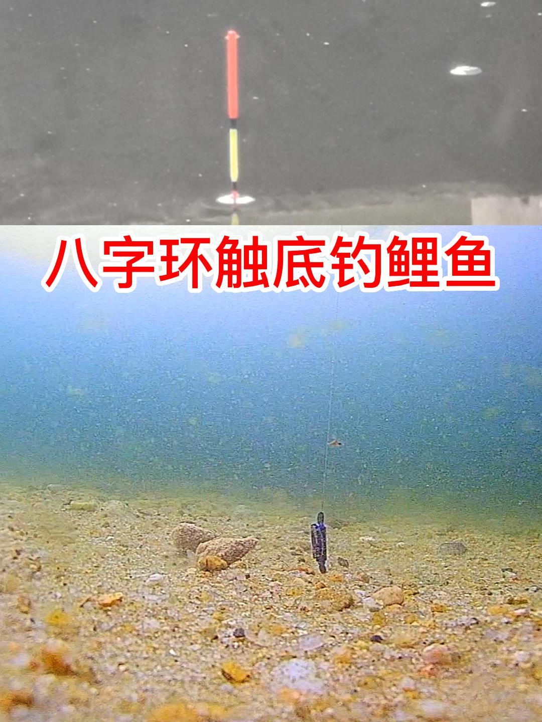 八字环触底钓鲤鱼好使吗,本期测试视频告诉你答案