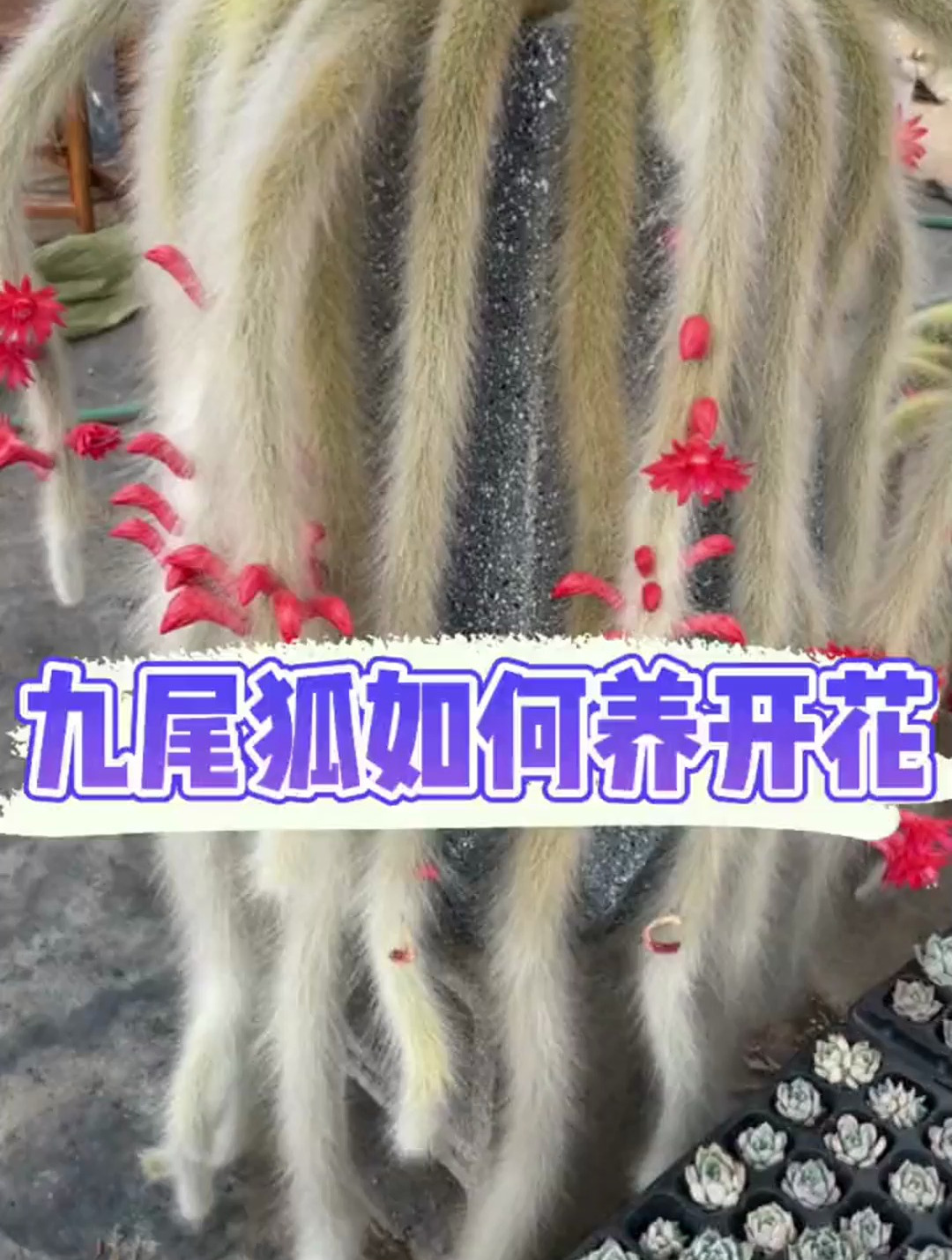 九尾狐开花,九尾狐怎么长成长毛的?