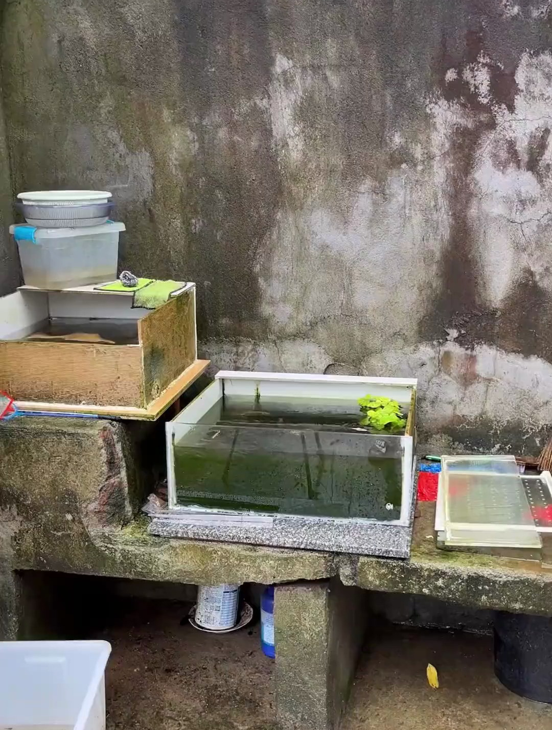 涨大水捞到了红鲫鱼