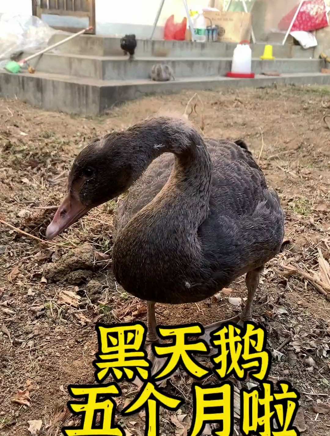 黑天鹅从小到大都长什么样呢?