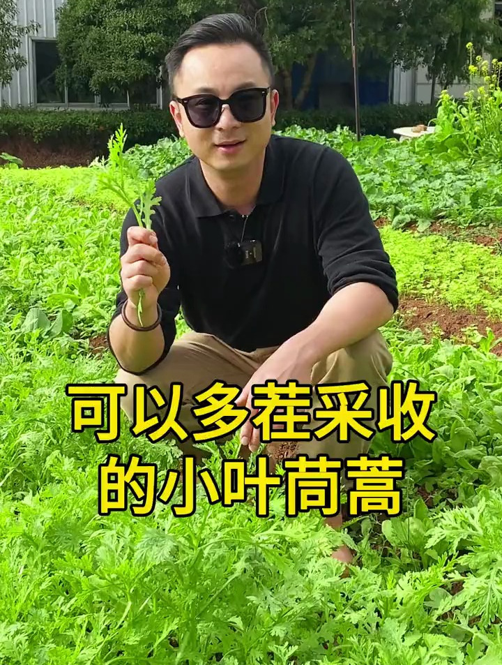 过冬必不可少的的青菜,好吃好管理