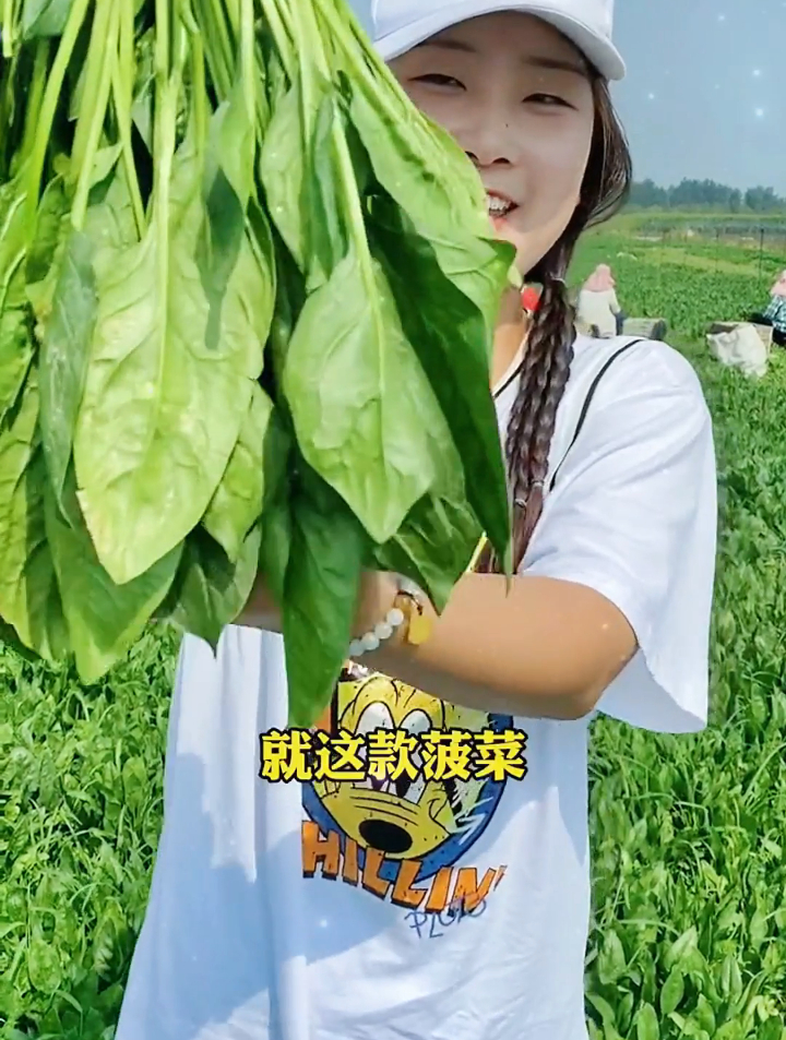 菠菜种植正应时,选好品种是关键!大叶菠菜籽圆,小叶籽扎手