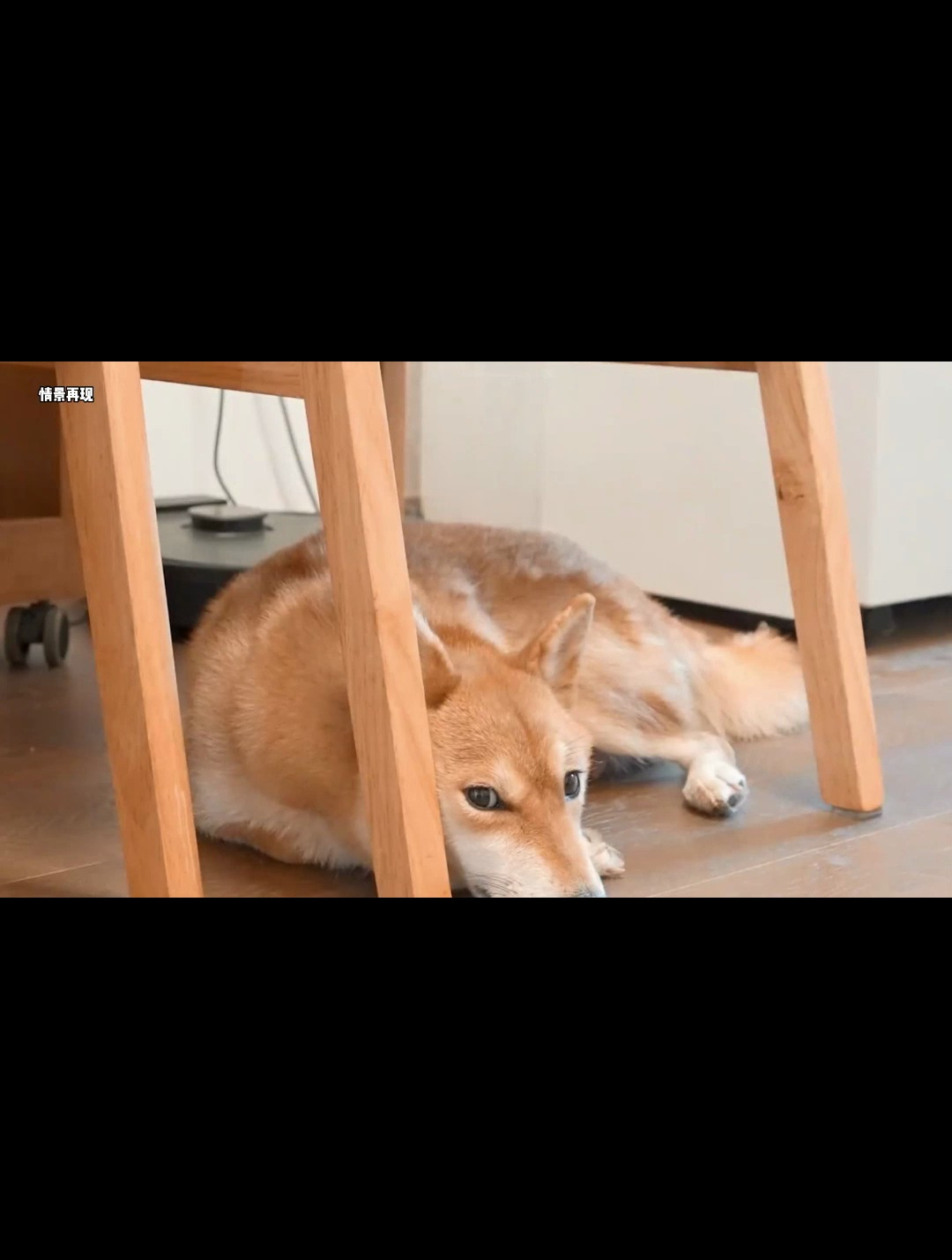 母狗竟然生下一只猫崽子,主人都看懵了,难道生殖隔离是假的?