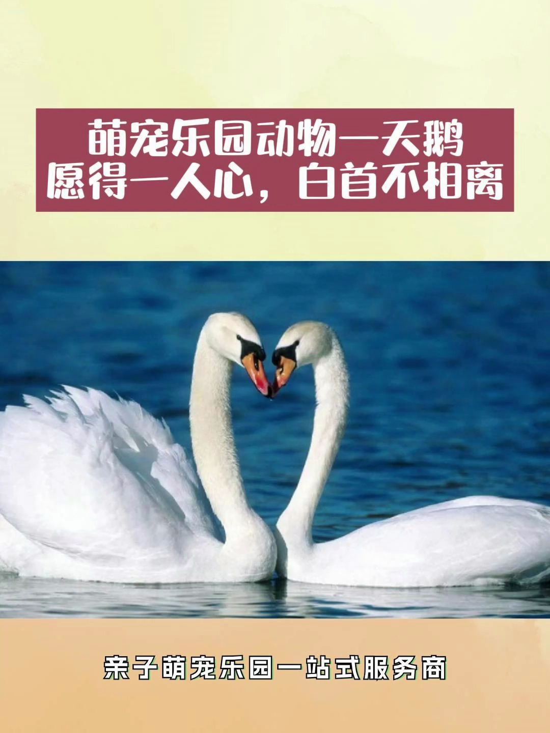 优雅高贵的白天鹅