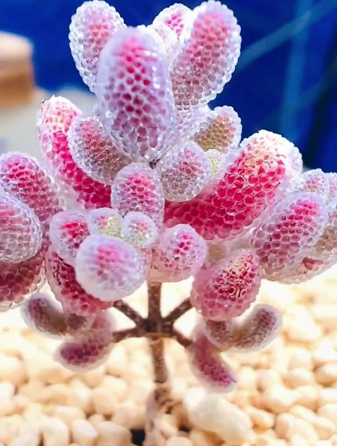 10种仙气飘飘的高颜值多肉