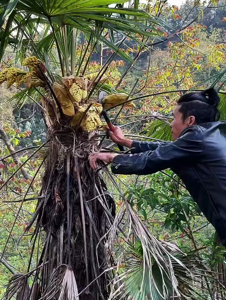 凉拌野宗树花菜飘香的味道!