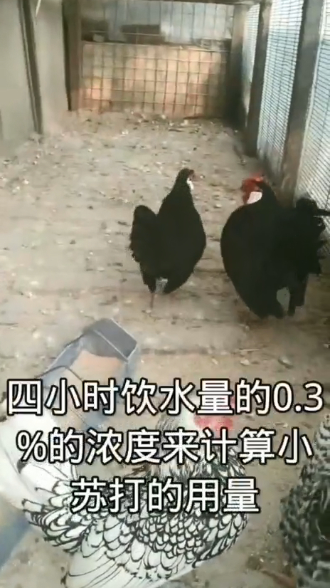 掌握这三点,完胜球虫病