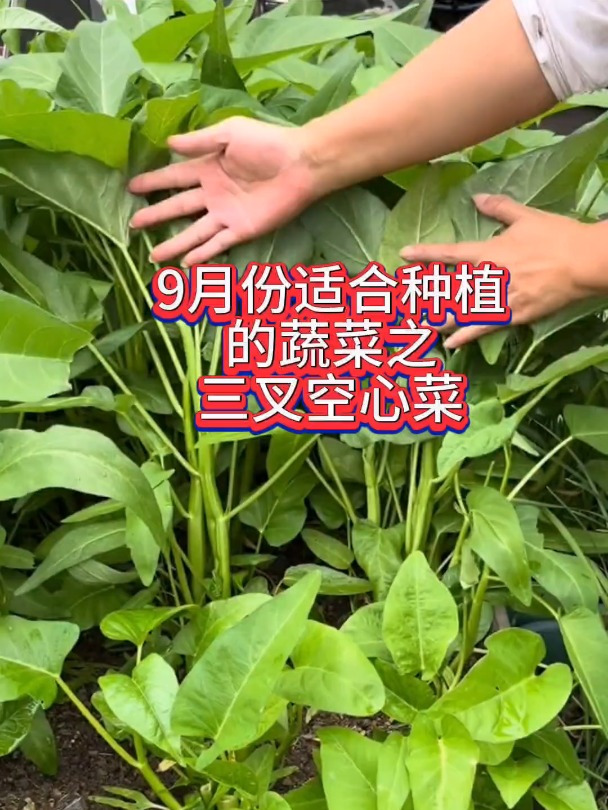 9月份适合种植的蔬菜之空心菜