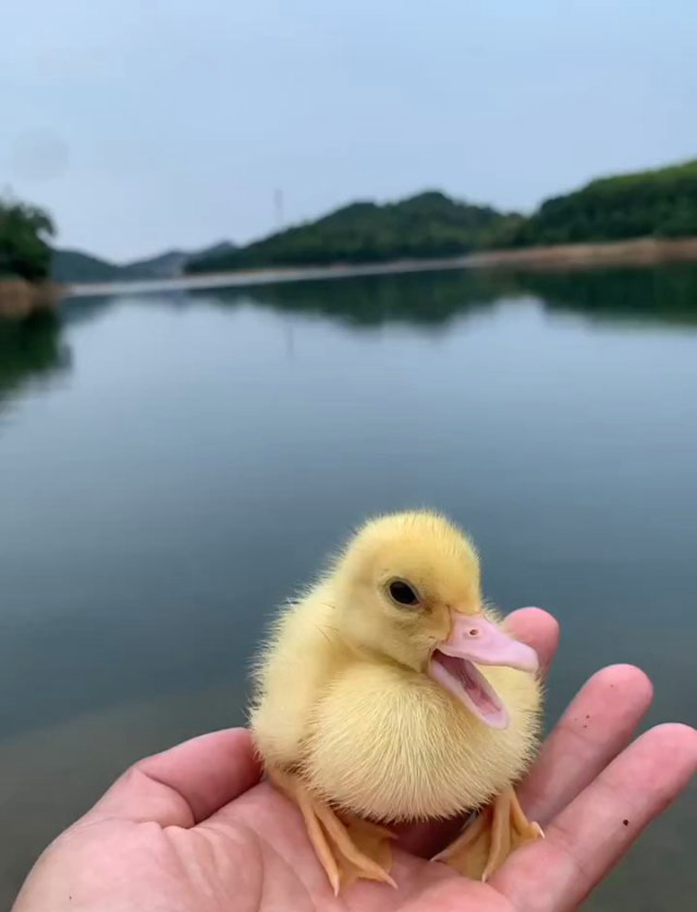 可爱的小鸭子