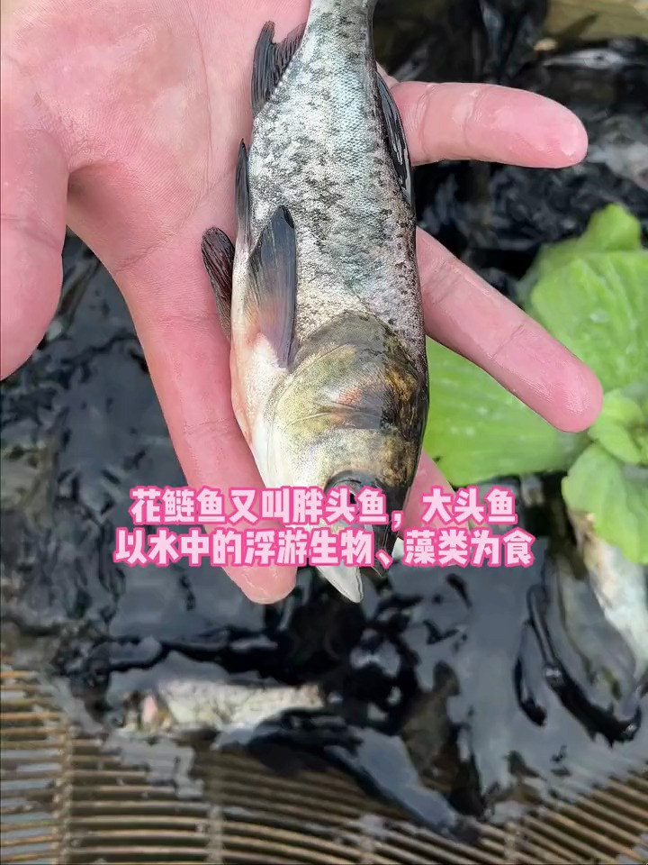 花鲢鱼又叫胖头鱼,大头鱼最大能长50斤重,养殖简单