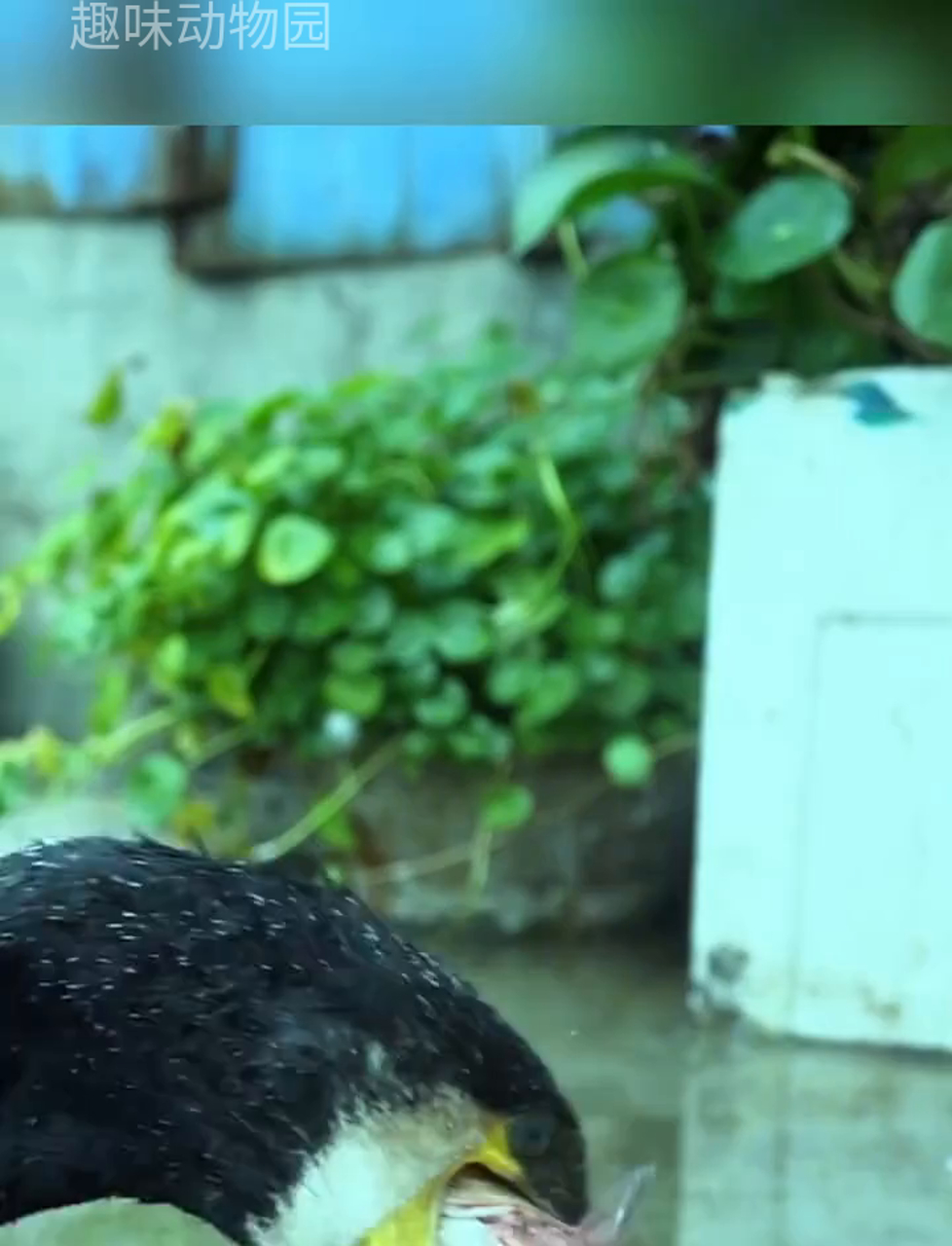 老鸬鹚捕鱼真牛,渔民的好伙伴!