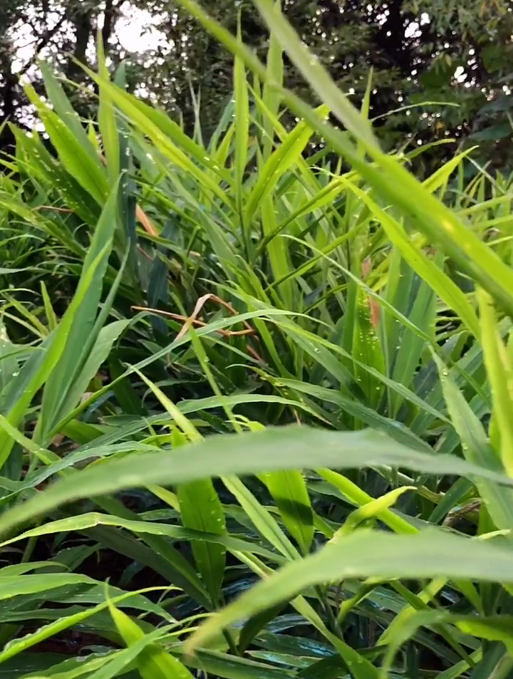 这种大河里的清水鱼做成鱼干,炒出来香喷喷