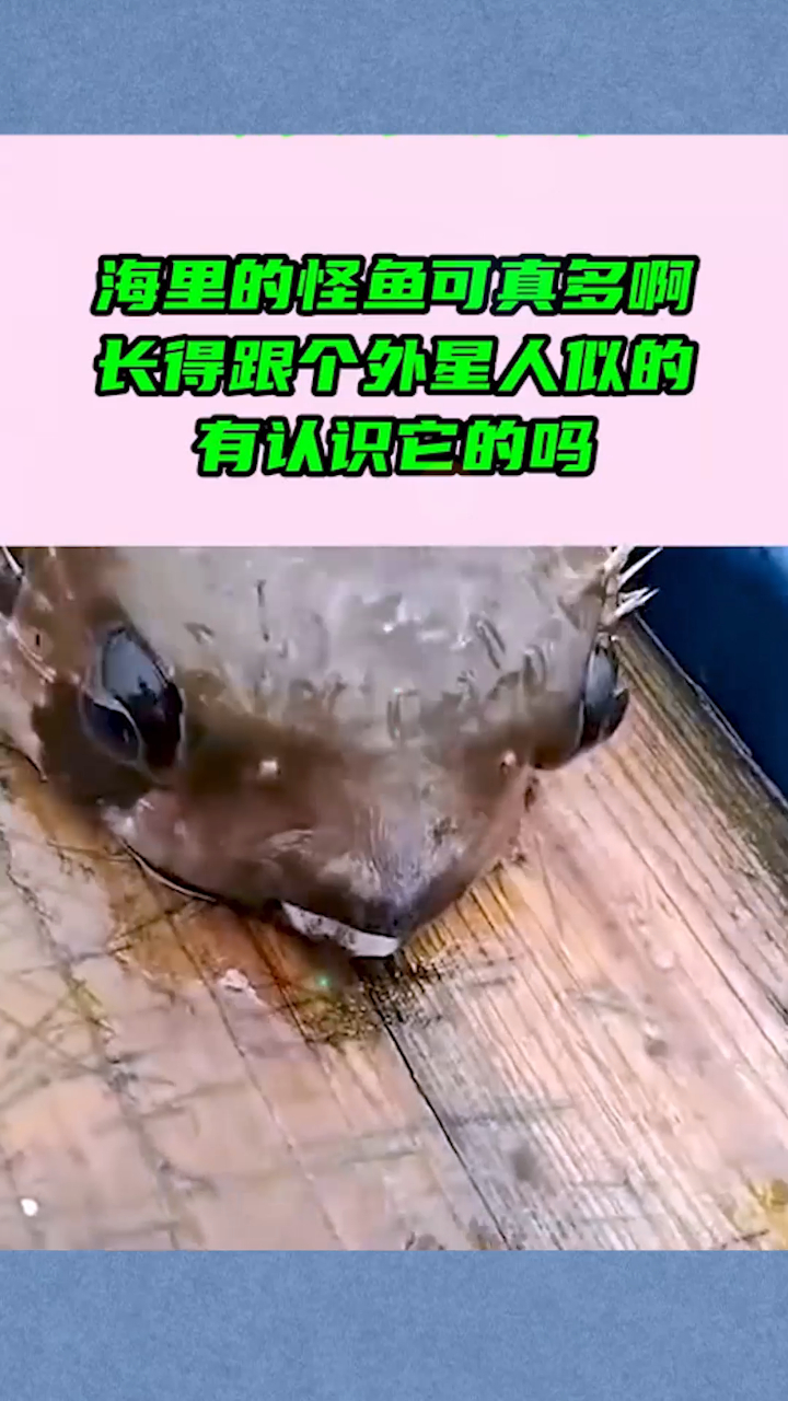 海里的怪鱼可真多啊,长得跟个外星人似的,有认识它的吗