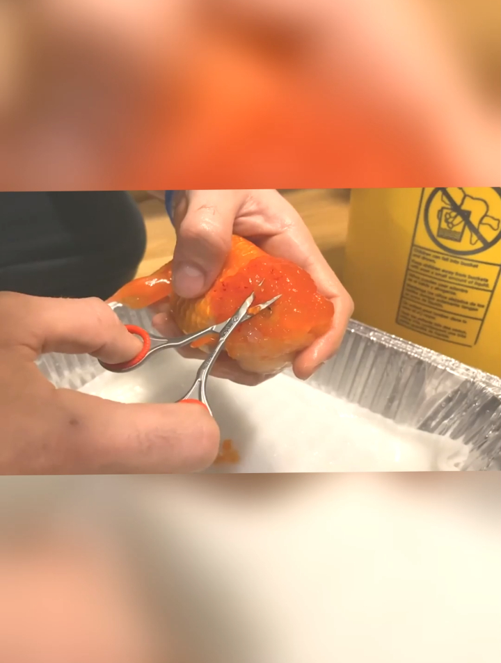 金鱼头部长出巨大“肉瘤”,严重遮挡视线,主人亲自操刀动手术