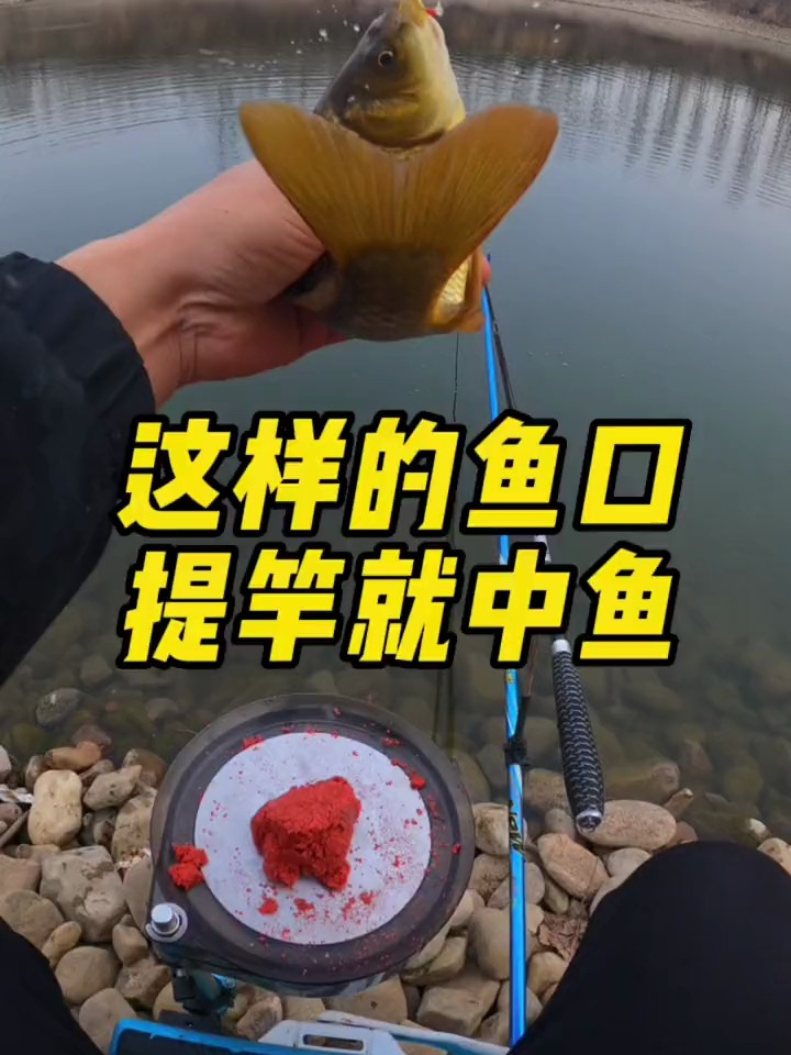 这样的鱼口,提竿就能中鱼