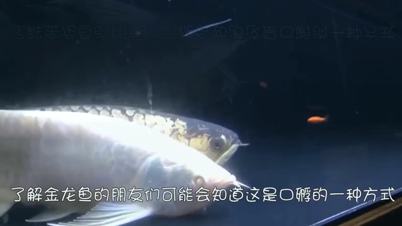 小鱼好几天不吃不喝,嘴里似乎有东西,主人找来牙签挑开了嘴
