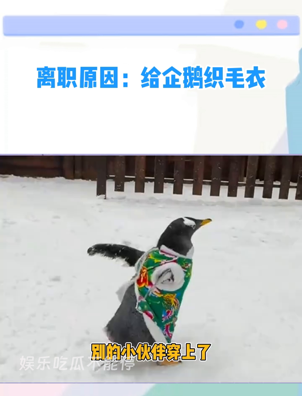 工作暂停!我要去给企鹅织毛衣