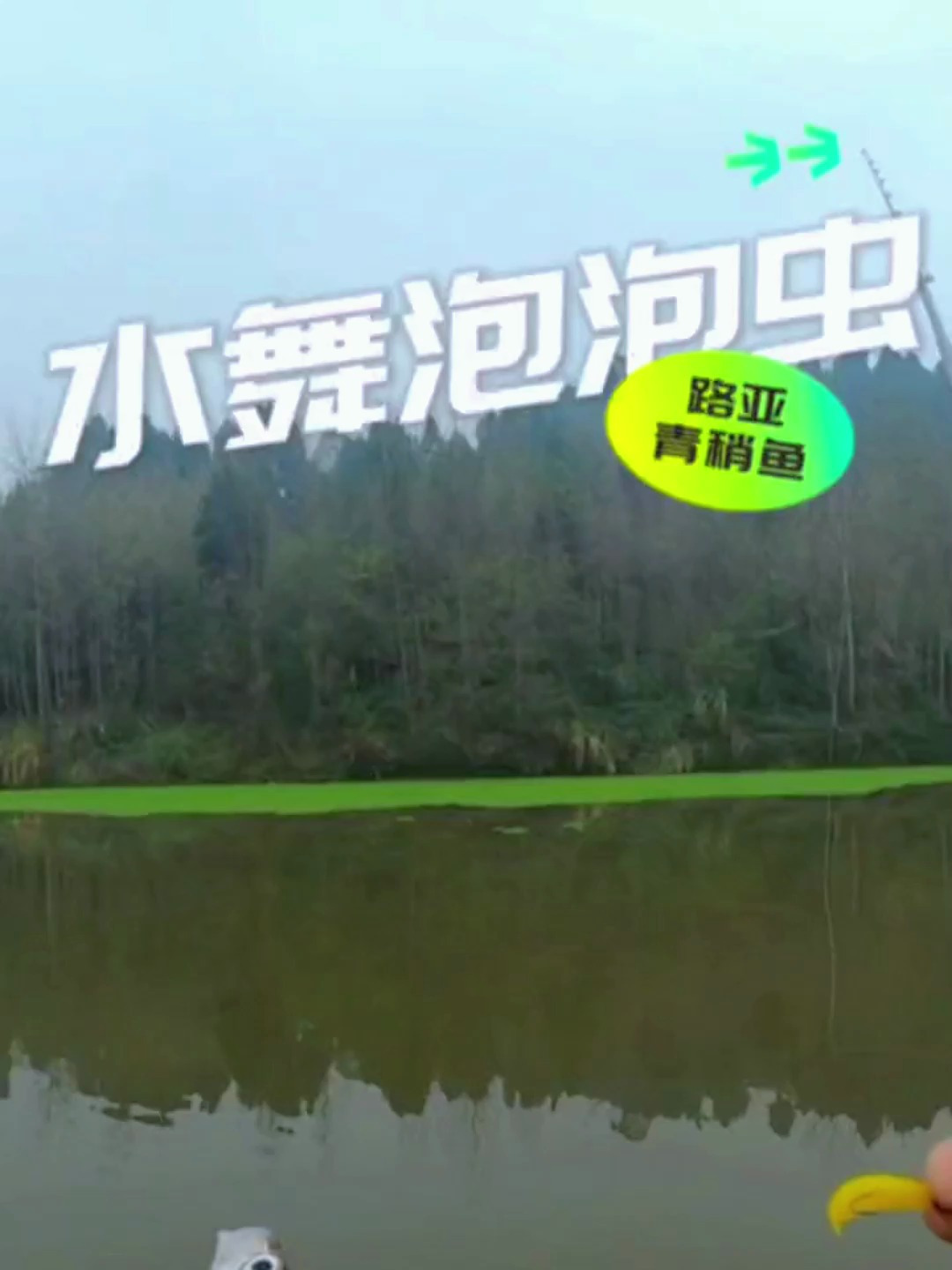 你们留言的青稍鱼钓法来了,赶紧去试试吧,伟大的钓手