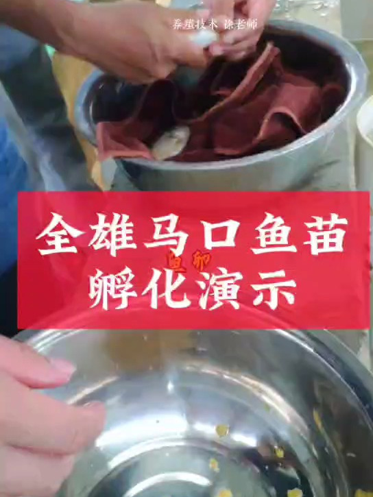 马口鱼苗孵化过程现场演示