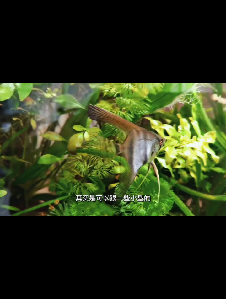 神仙鱼养殖注意事项是什么?如果要混养建议配点水草养,好躲避