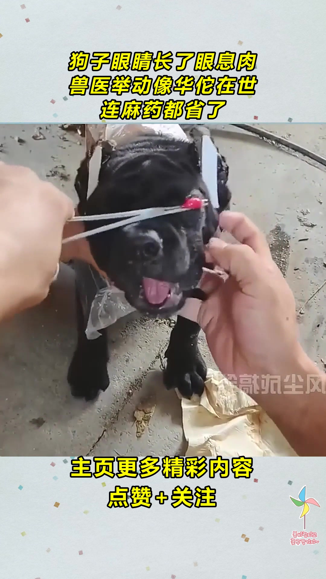 狗子眼睛长了眼息肉,兽医举动像华佗在世,连麻药都省了
