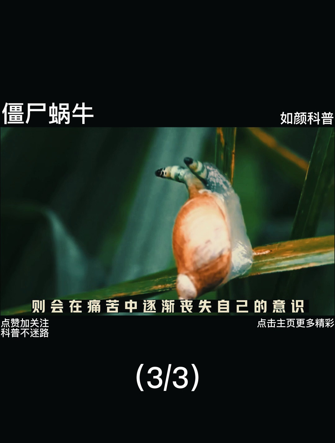 僵尸蜗牛,被寄生虫控制的蜗牛有多恐怖3
