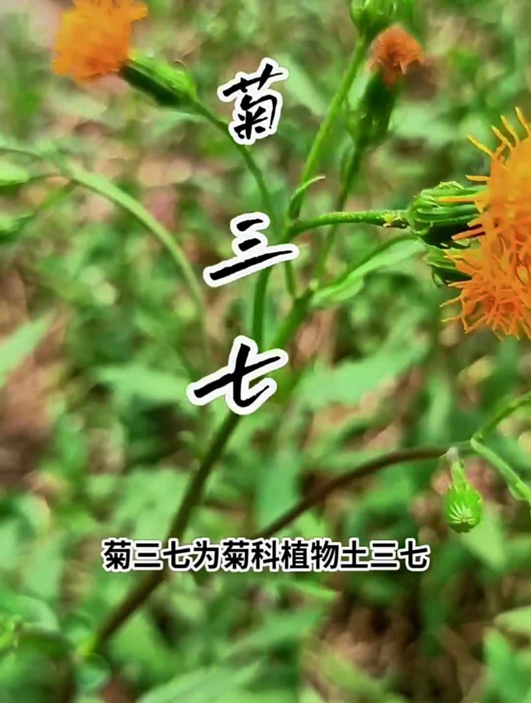 植物科普:菊三七,全草入药,它能加快人体内多种毒素分解和代谢