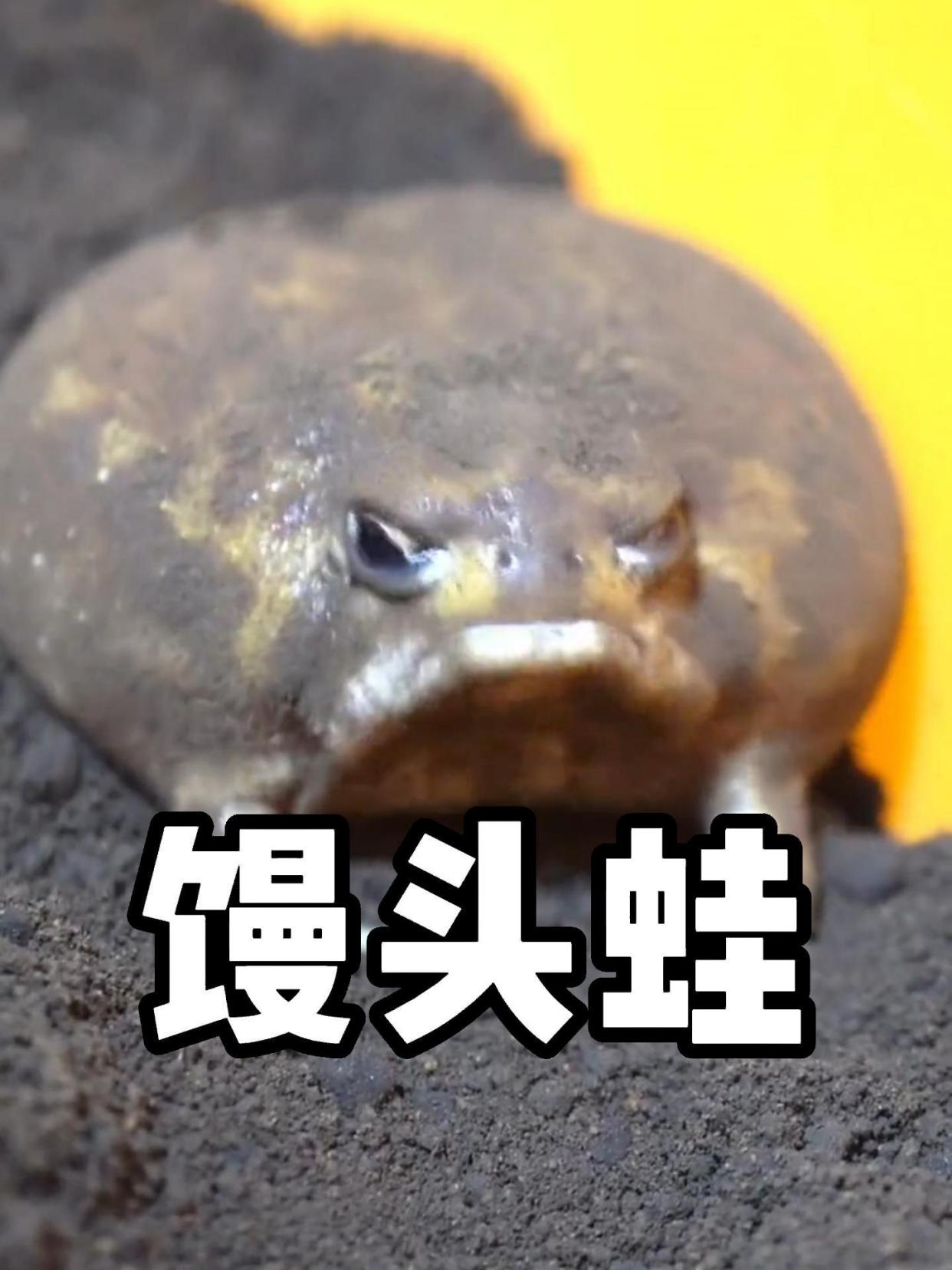 馒头蛙,一种不会跳的蛙!