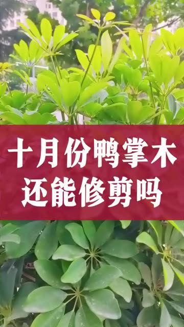 十月份鸭掌木还能修剪吗